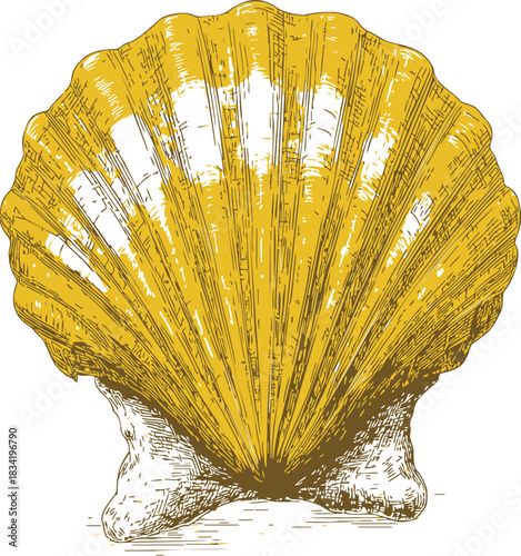 Yellow scallop seashell sketch, hand drawn detailed illustration with textured lines. Vector illustration