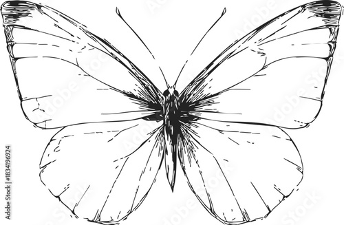Butterfly sketch hand drawn line art with detailed symmetrical wings. Vector illustration