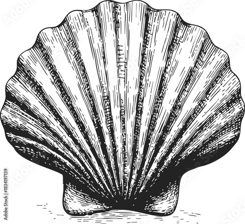 Scallop shell sketch, hand drawn vector, detailed fan-shaped seashell with radiating ribs. Vector illustration