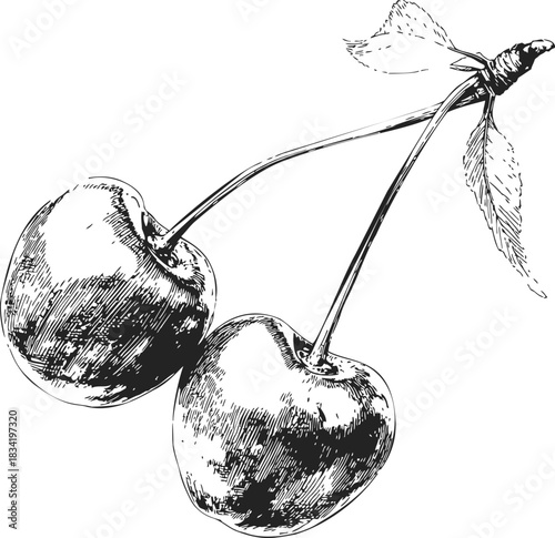 Cherry hand drawn sketch with two cherries and leaves. Vector illustration