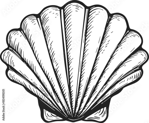 Scallop shell sketch hand drawn with detailed lines and textured shading. Vector illustration