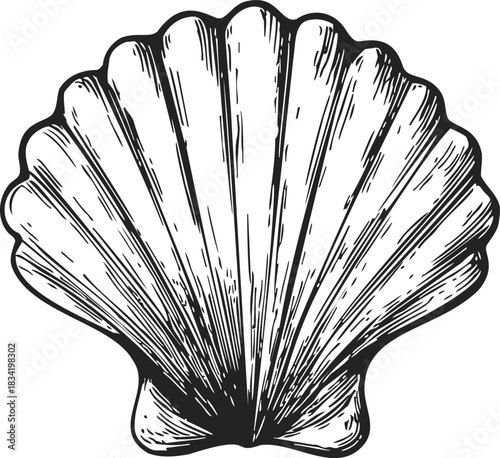 Scallop shell sketch, hand drawn line art with detailed textured lines. Vector illustration