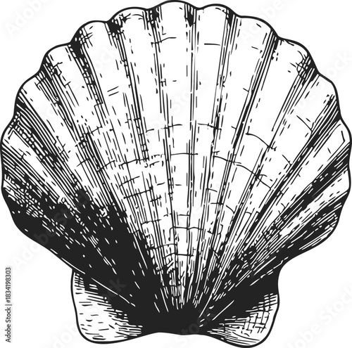 Scallop shell sketch, hand drawn vector, detailed fan-shaped seashell with radiating ribs. Vector illustration