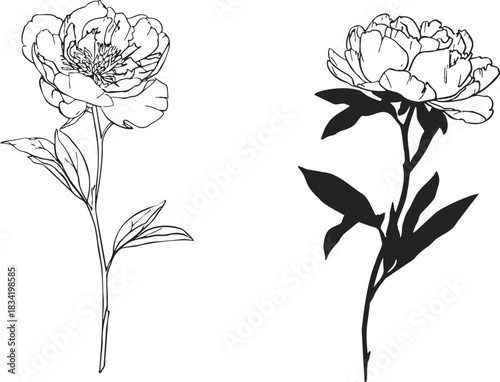 Peony flower sketch hand drawn botanical illustration with detailed petals and leaves. Vector illustration