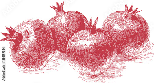 Pomegranates sketch hand drawn group of whole fruits with textured shading. Vector illustration