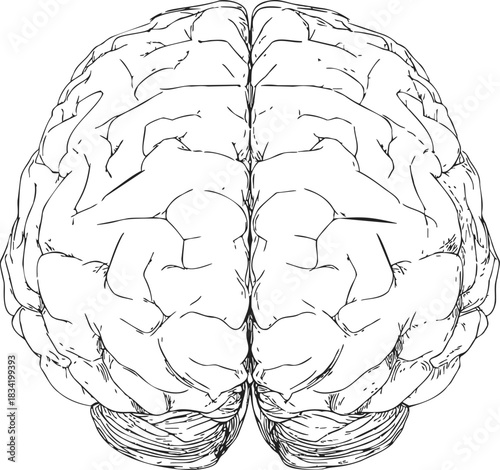 Human brain sketch, hand drawn top view with detailed gyri and sulci. Vector illustration