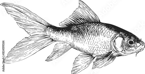 Goldfish sketch hand drawn with detailed fins and scales. Vector illustration