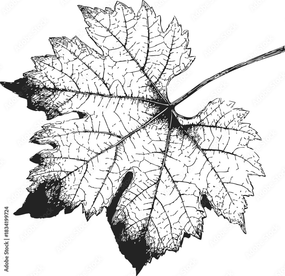 Obraz premium Grape leaf sketch hand drawn detailed botanical foliage with veins. Vector illustration