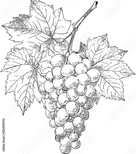 Grape cluster sketch, hand drawn style with detailed leaves and stem. Vector illustration