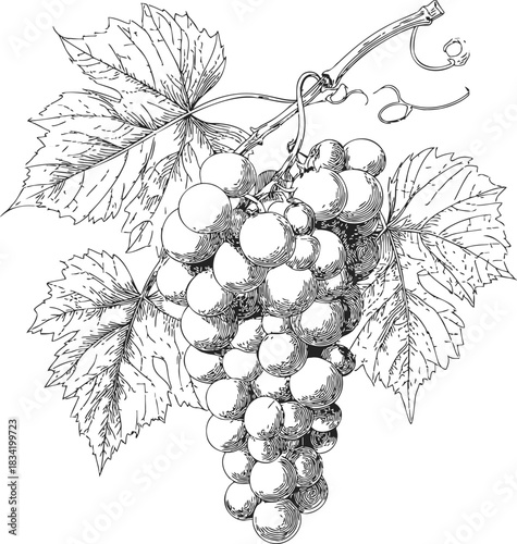 Grape cluster sketch hand drawn with detailed leaves and vine tendrils. Vector illustration