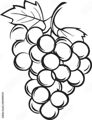 Grape cluster sketch, hand drawn style with leaves and stem. Vector illustration