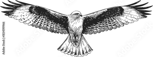 Hawk with outstretched wings sketch, hand drawn detailed bird of prey in flight. Vector illustration