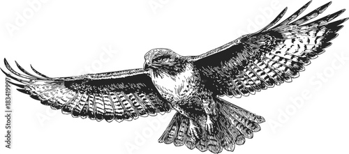 Hawk flying with wings spread, sketch hand drawn style, detailed feathers. Vector illustration