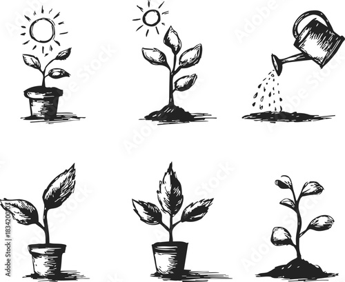 Plant growth stages sketch, hand drawn style, showing seedling, watering, sunlight, and leaf development. Vector illustration