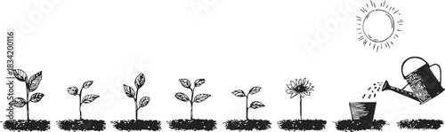 Plant growth stages sketch, hand drawn, with watering can and sun. Vector illustration