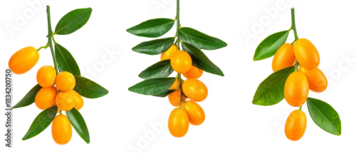 Panel kuchenny z motywem Fresh Kumquats With Green Leaves on Transparent Background