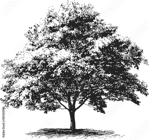 Tree sketch hand drawn detailed foliage and trunk in black and white. Vector illustration