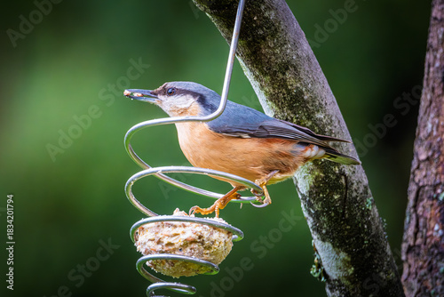 Nuthatch bird (Sitta europaea) perched on a bird feeder hanging from a tree in the Dordogne region of France