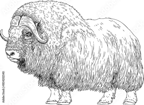 Musk ox sketch hand drawn, full body side view with shaggy fur and curved horns. Vector illustration