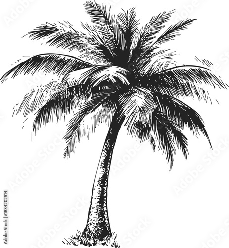 Palm tree sketch hand drawn with detailed leaves and textured trunk. Vector illustration
