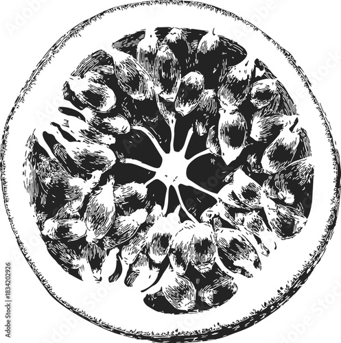 Pomegranate cross section sketch, hand drawn fruit with seeds detailed. Vector illustration