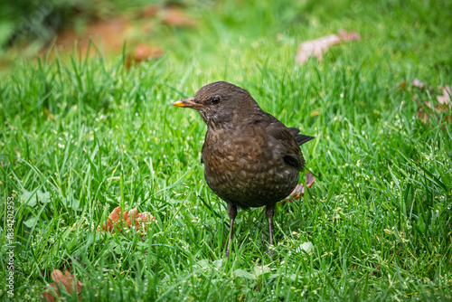 Close up of a female Blackbird (Turdus merula) on a grass lawn in a garden in France