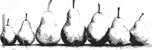 Pears hand drawn sketch, row of whole fruits, vintage black and white style. Vector illustration
