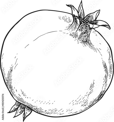 Pomegranate sketch hand drawn whole fruit with detailed lines. Vector illustration