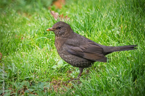 Close up of a female Blackbird (Turdus merula) on a grass lawn in a garden in France
