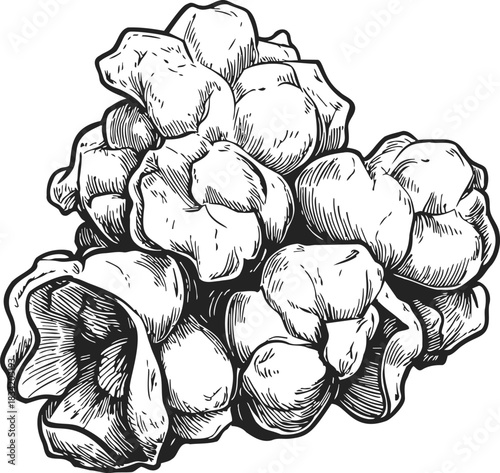 Popcorn kernel sketch, hand drawn style, detailed black and white illustration. Vector illustration