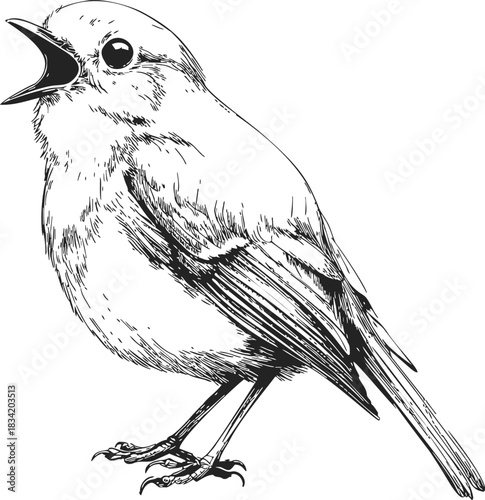 Bird sketch hand drawn singing songbird detailed line art. Vector illustration