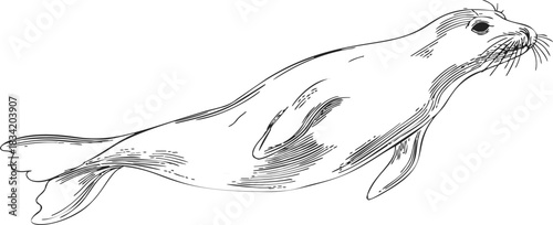Seal animal sketch hand drawn style detailed aquatic mammal side view. Vector illustration
