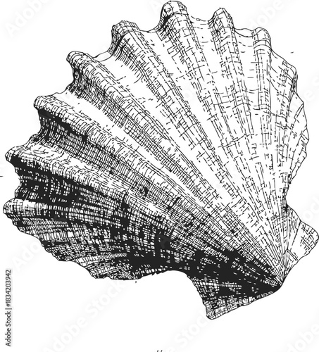 Scallop shell sketch, hand drawn line art with detailed textured surface. Vector illustration