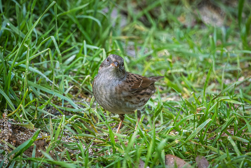 Close up of a Dunnock (Prunella modularis) looking towards the camera on the ground in France