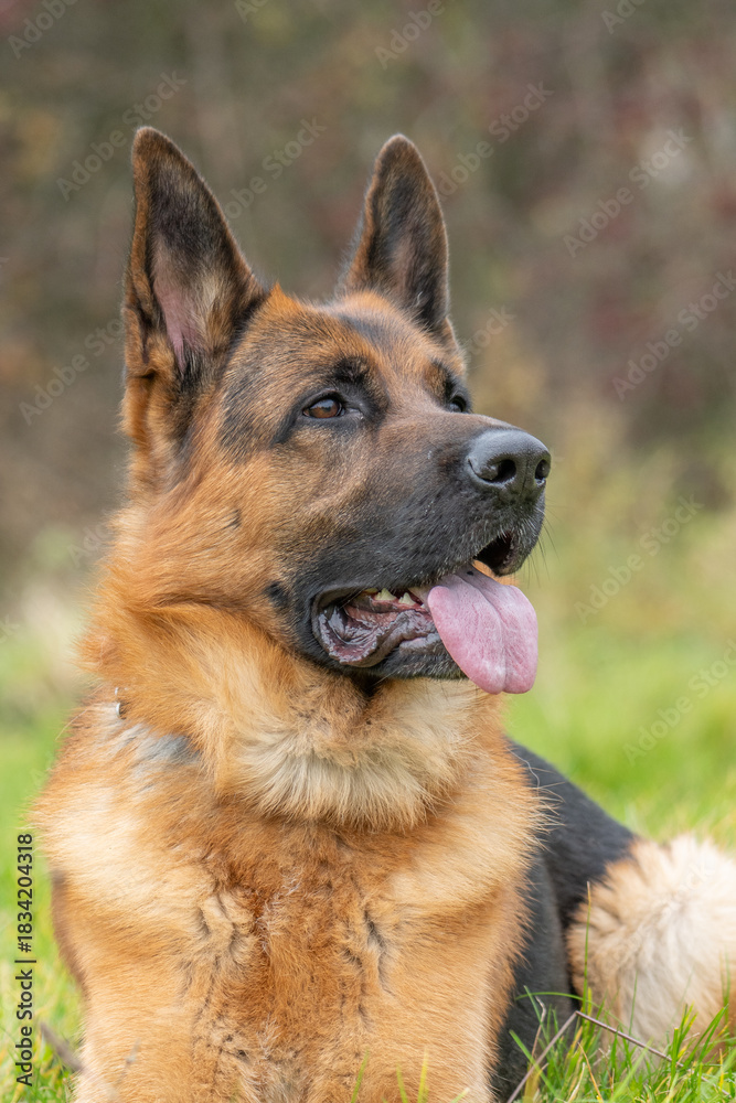 Fototapeta premium The picture shows a German Shepherd Dog (GSD).