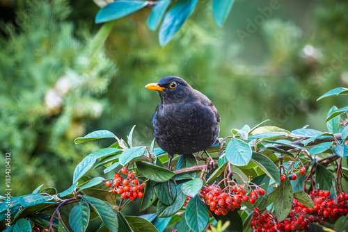 Close up of a male Blackbird (Turdus merula) perched on a branch full of red berries in a garden in France