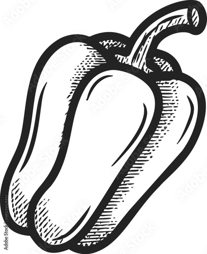 Bell pepper sketch hand drawn black and white whole vegetable with stem. Vector illustration