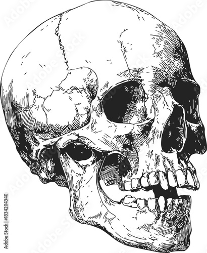 Human skull sketch hand drawn style detailed lateral view. Vector illustration