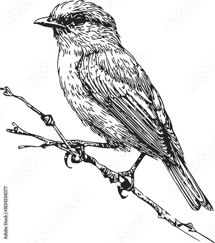 Bird sketch hand drawn perched on branch detailed line art. Vector illustration