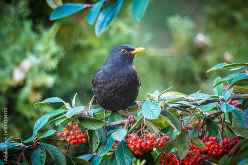 Close up of a male Blackbird (Turdus merula) perched on a branch full of red berries in a garden in France