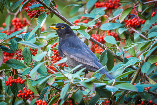 Close up of a male Blackbird (Turdus merula) perched on a branch full of red berries in a garden in France