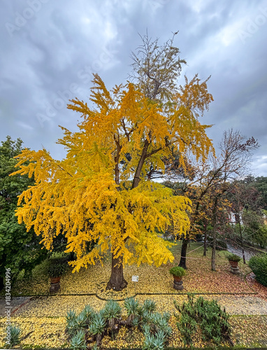 Autumnal view of a specimen of Ginkgo biloba, commonly known as maidenhair tree.