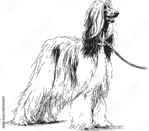 Afghan Hound sketch hand drawn elegant long-haired dog standing on leash. Vector illustration