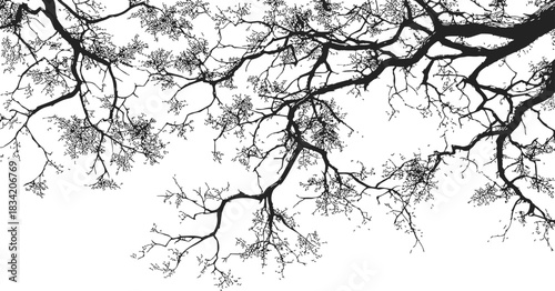 Tree branches silhouette sketch, hand drawn style with intricate twigs and sparse leaves. Vector illustration
