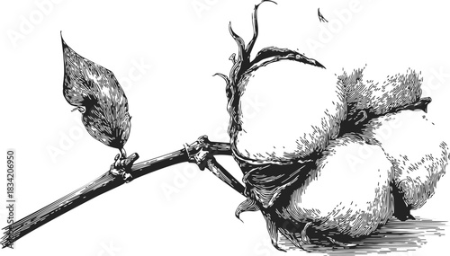 Cotton plant hand drawn sketch with branch, leaf, and fluffy cotton boll. Vector illustration