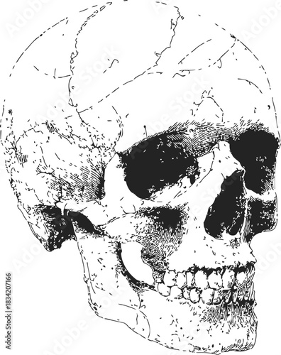 Human skull sketch, hand drawn, three quarter angle, detailed anatomical bone structure. Vector illustration