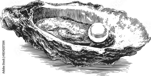 Oyster shell with pearl, sketch hand drawn, detailed textured shell interior. Vector illustration