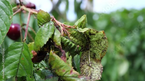 Cherry tree leaves infested with aphids