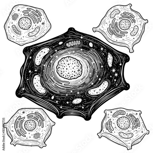 Microscopic view of cells resembling cosmic galaxies in black and white  