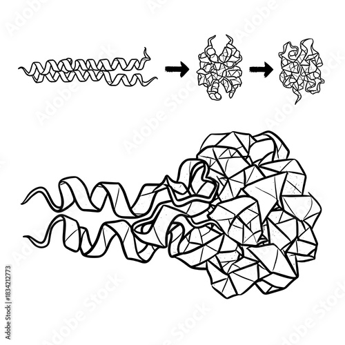 Protein folding process illustrated in abstract line art style  